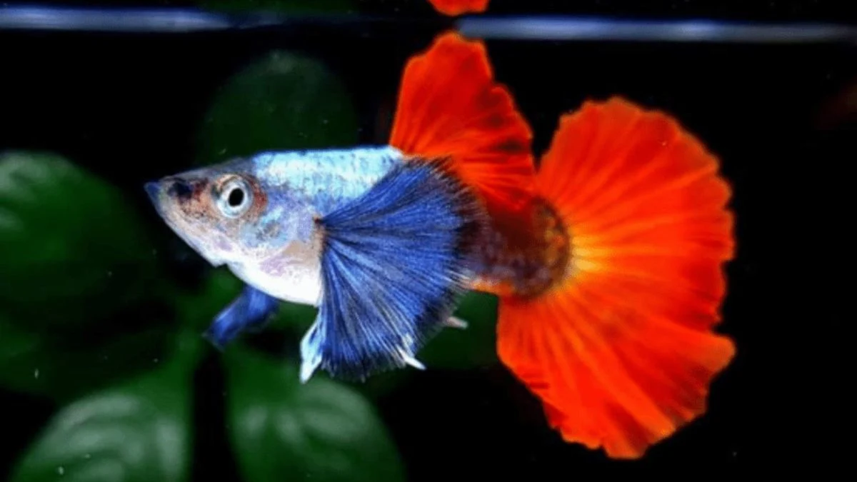 Fakta Menarik Ikan Guppy dan Cara Mudah Merawatnya